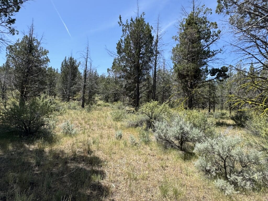Large view of 1.47 ACRES IN BEAUTIFUL NORTHERN CALIFORNIA JUST NORTH OF ALTURAS WITH POWER AND TIMBER. Photo 3