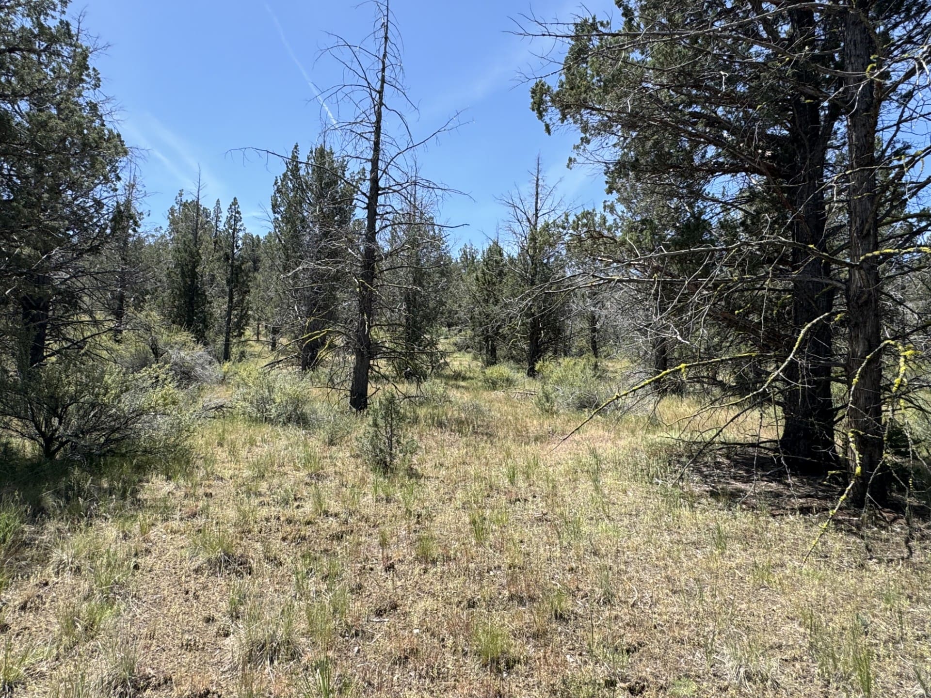 1.47 ACRES IN BEAUTIFUL NORTHERN CALIFORNIA JUST NORTH OF ALTURAS WITH POWER AND TIMBER. photo 9