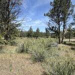 Thumbnail of 1.47 ACRES IN BEAUTIFUL NORTHERN CALIFORNIA JUST NORTH OF ALTURAS WITH POWER AND TIMBER. Photo 2