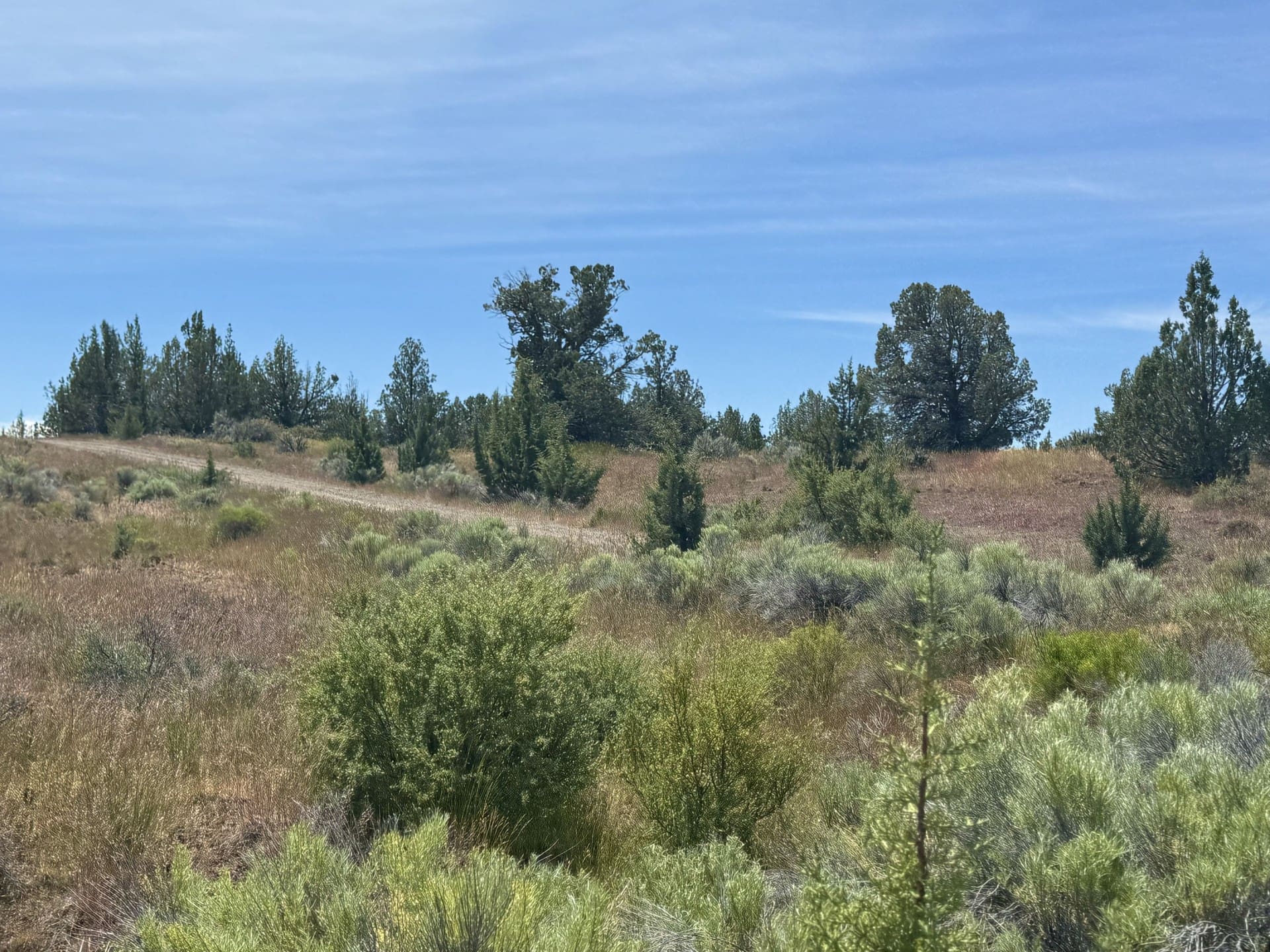 GORGEOUS TREED LOT IN THE FAMOUS PITT RIVER AREA OF NORTHERN CALFORNIA ~ WORLD CLASS FISHING ~ NEAR OREGON & NEVADA photo 4