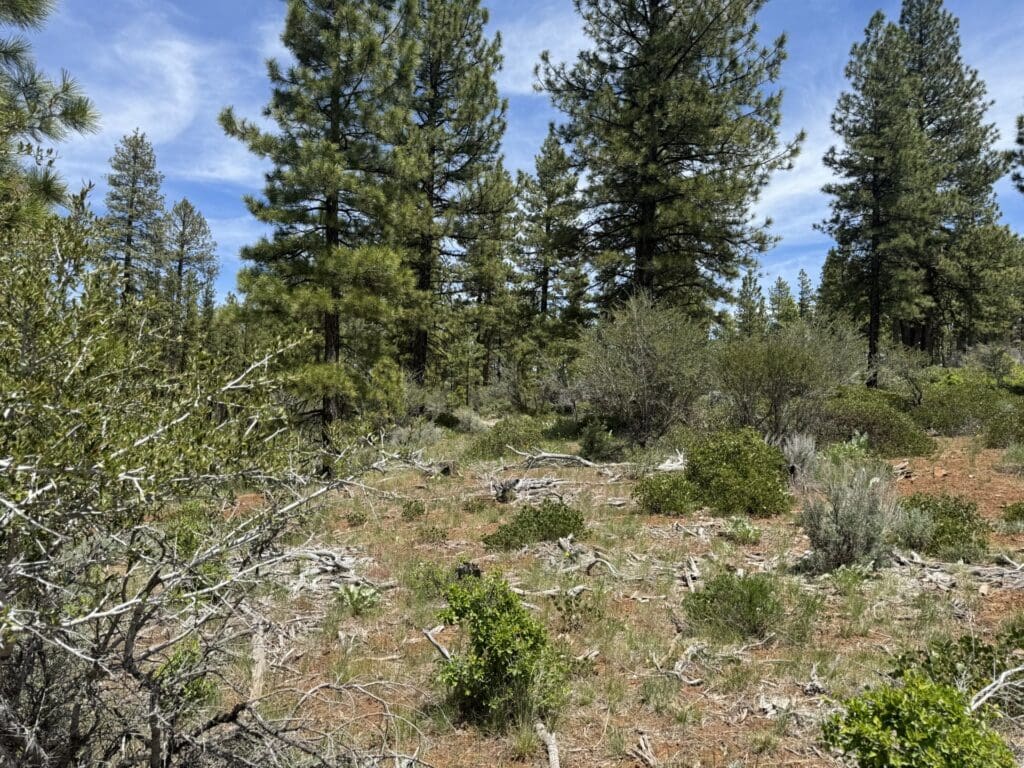 Large view of 30.00 ACRES ~ GORGEOUS NORTHERN CALIFORNIA TIMBERED MOUNTAIN LAND IN MODOC COUNTY NEAR OREGON & NEVADA Photo 4